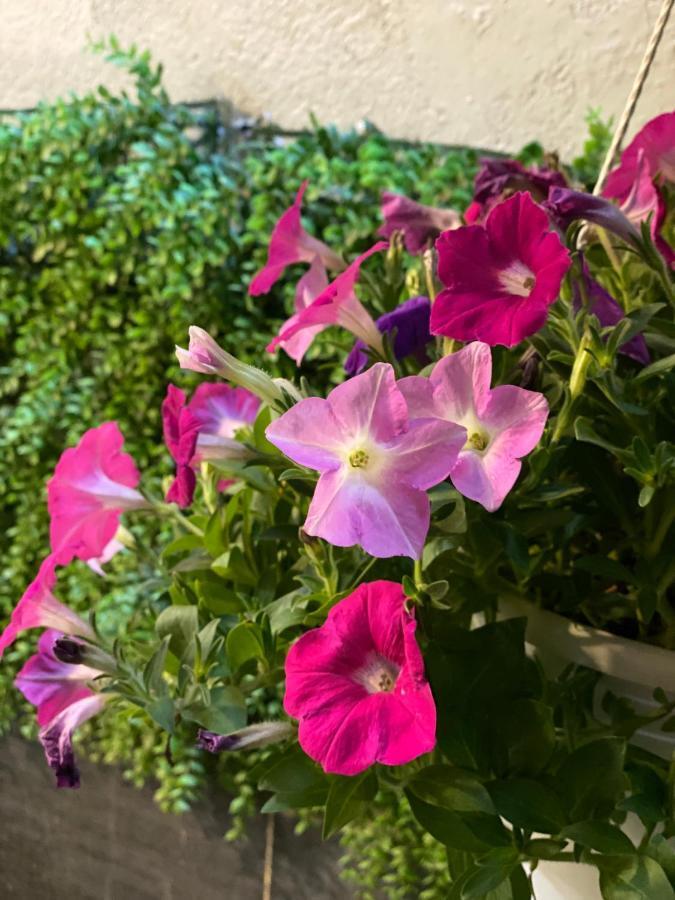 Jojoroom مدينة هوشي منه المظهر الخارجي الصورة